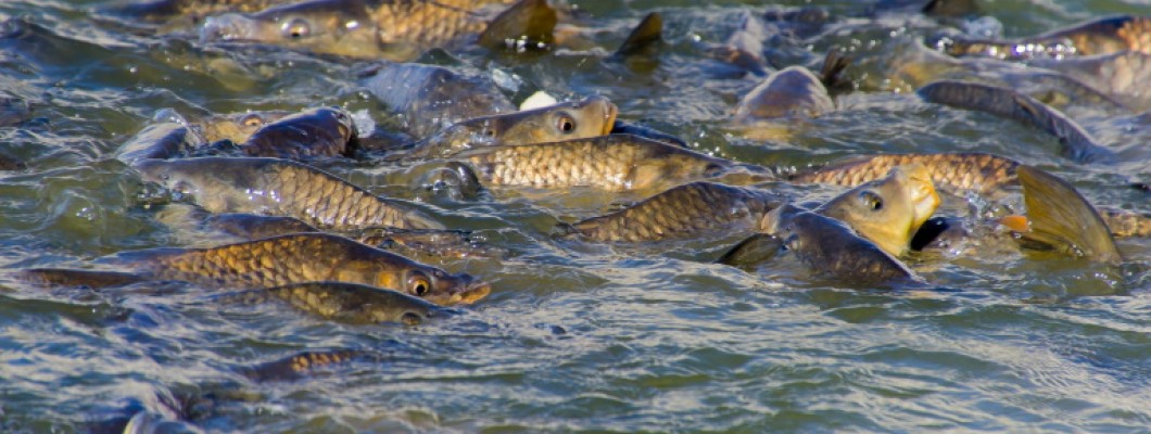 Farkas Zoltán szerint egyre fontosabb lesz hazánkban a horgászat és a halgazdálkodás